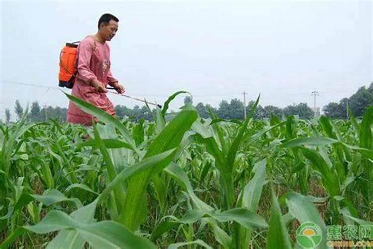玉米叶面肥喷什么最好