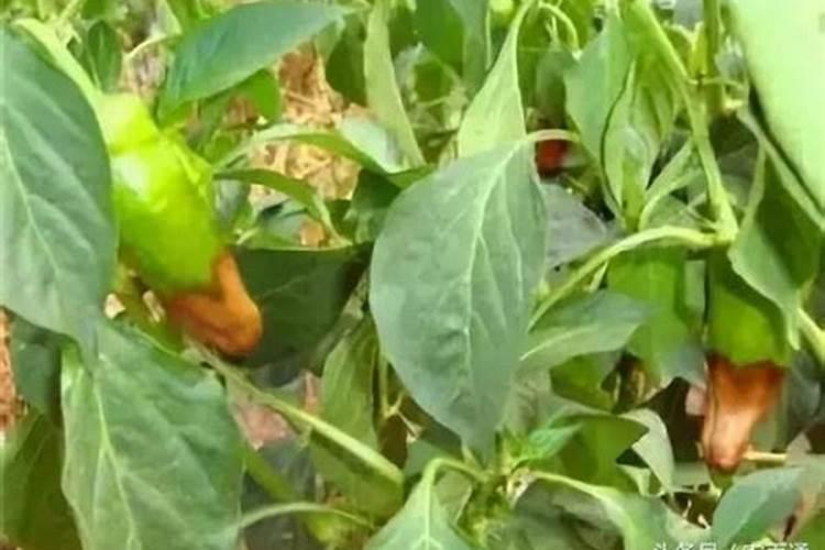 茶花如何施氮肥长得好