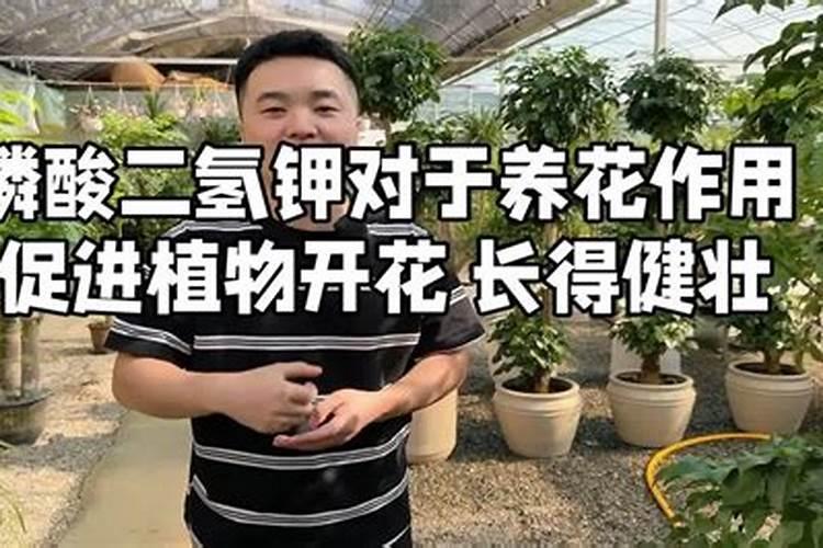 杜鹃开花期间施什么肥,能喷磷酸二氢钾吗