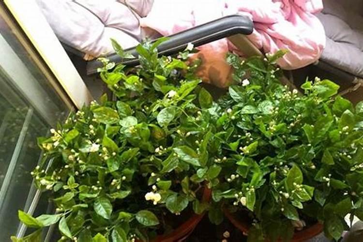 怎样自制磷肥和钾肥