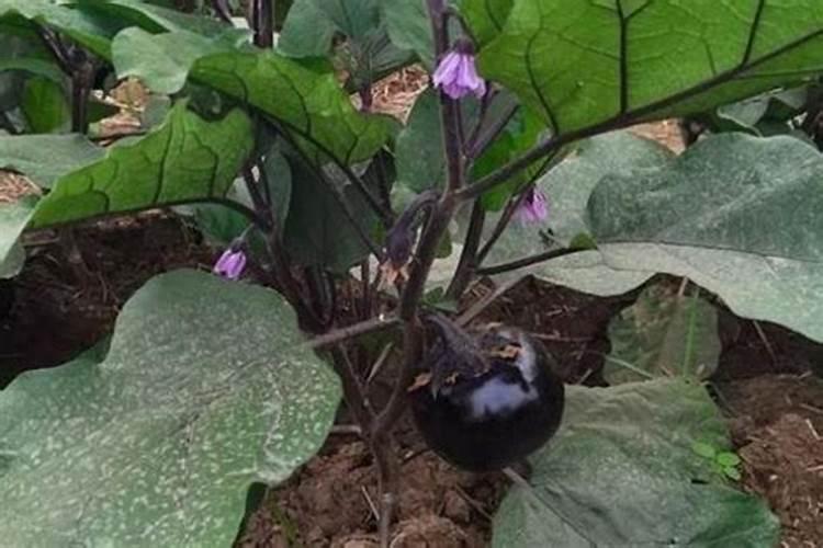 鱼蛋白对植物的作用是什么？