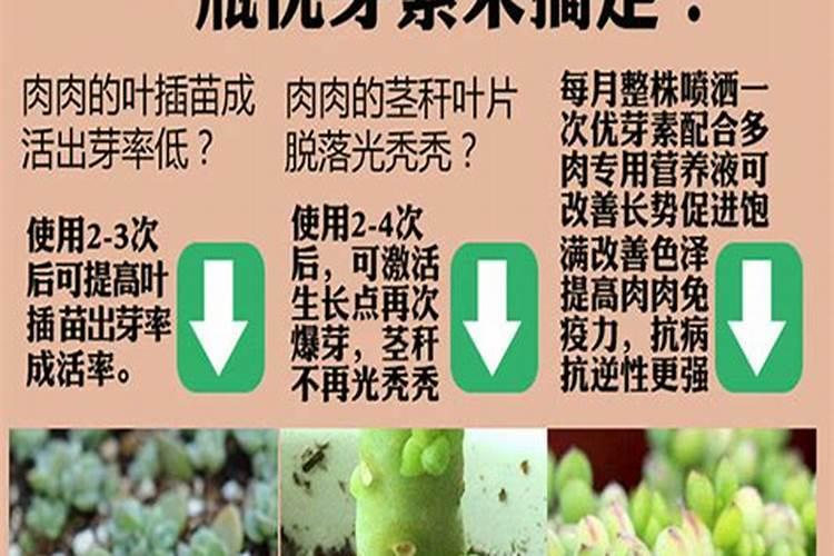 多肉缓释肥和控释肥有什么区别？