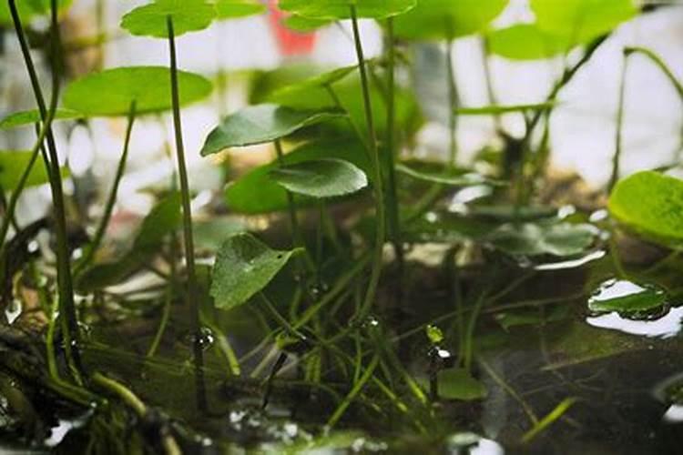 水养铜钱草可以放复合肥吗