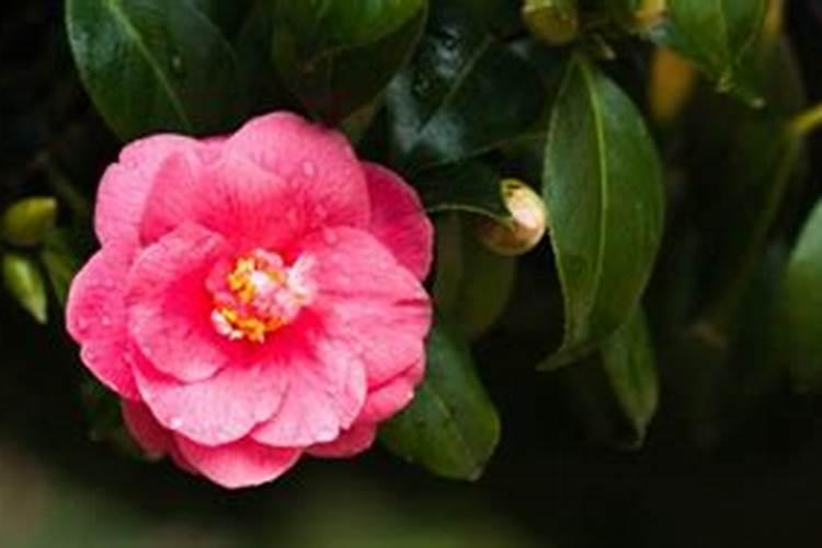 山茶花开花时能施肥吗,开花期施什么肥