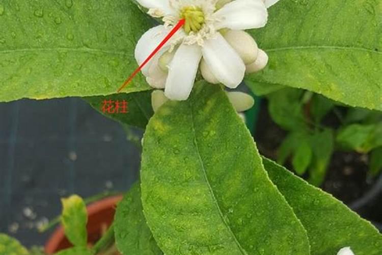 盆栽佛手的栽培管理方法