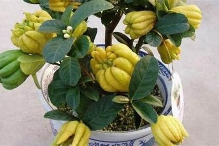 盆栽佛手的栽培管理方法