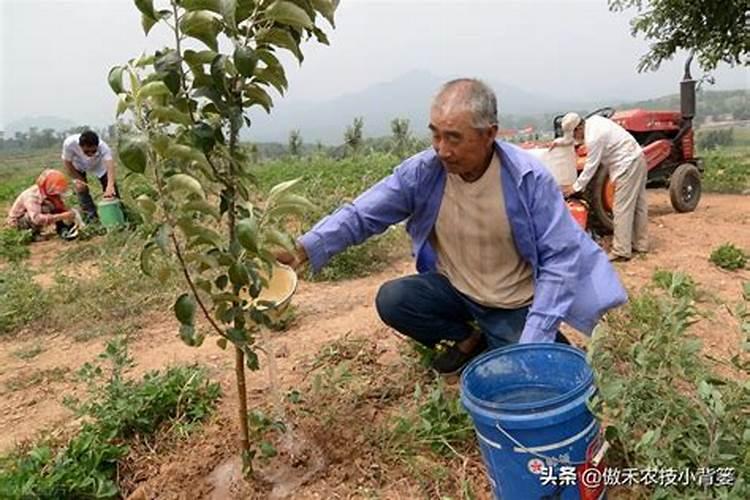 水溶肥给果树上的时候什么时候好