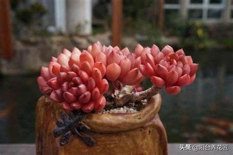 养花花不开？这种“垃圾”别丢,自制天然磷肥,养啥花都行