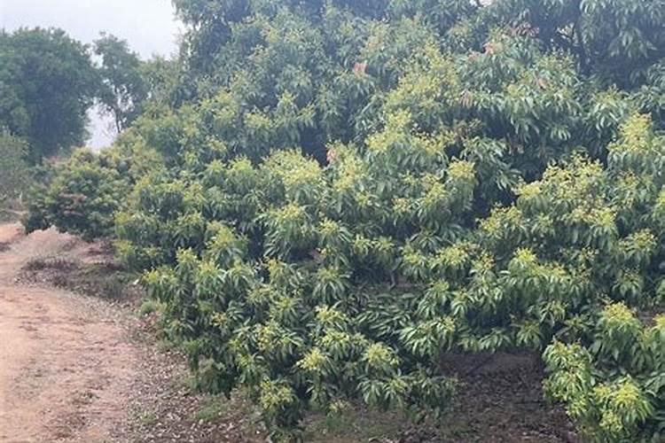 大棚种植黄瓜,要使用叶面肥吗？喷施叶面肥都要注意什么？