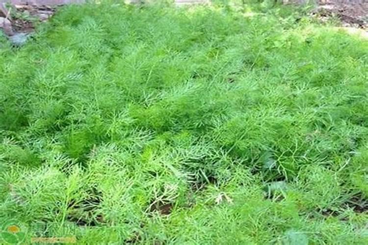 茴香是多年生还是一年生植物？