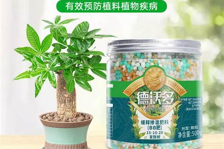 鱼骨的功效与作用