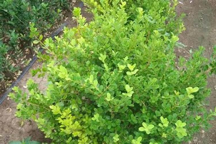 山茶花6月份掉叶子怎么办