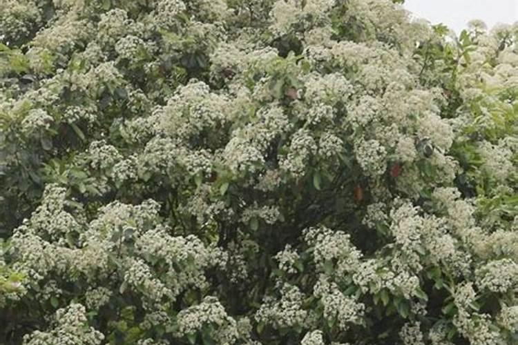 红叶石楠怎样种植成活率高
