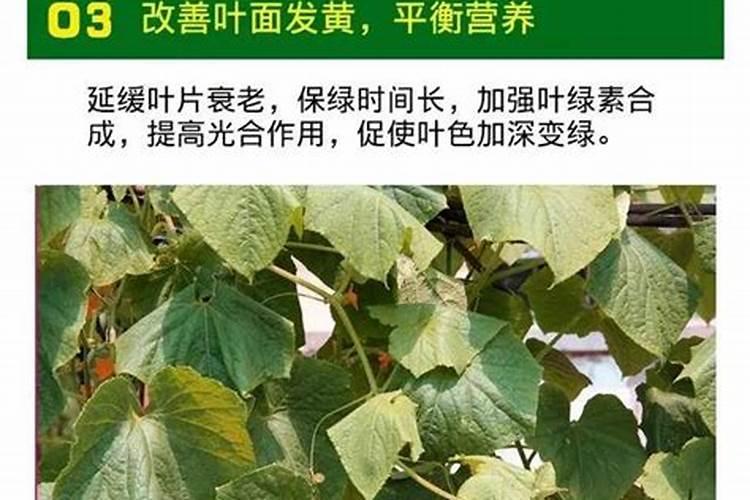 农作物不重视补钙容易出现哪些生理病害？如何提前防范？
