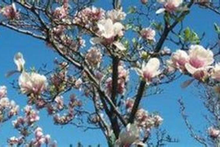 天然钾肥是什么肥料