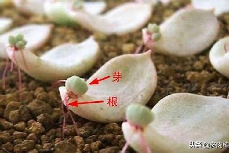 多肉叶片怎么出芽最快图解