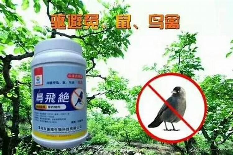 在农村种植樱桃怎么防治肥害？