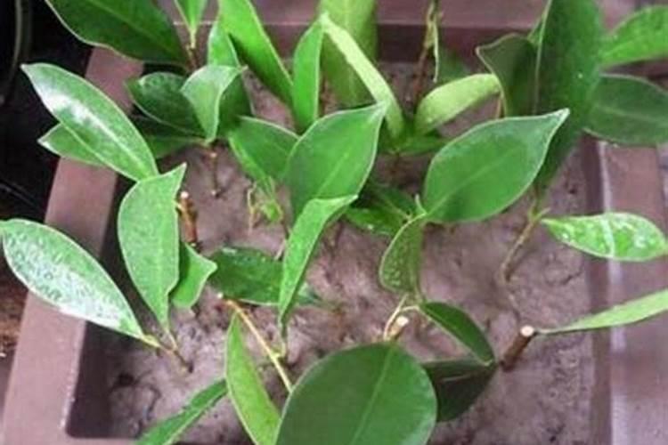 榕树盆景施什么肥(榕树盆景施肥指南,选择合适的肥料,养出繁茂盆景)百 ...