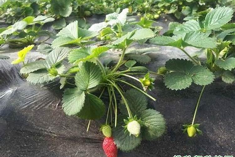 草莓开花结果期施什么肥