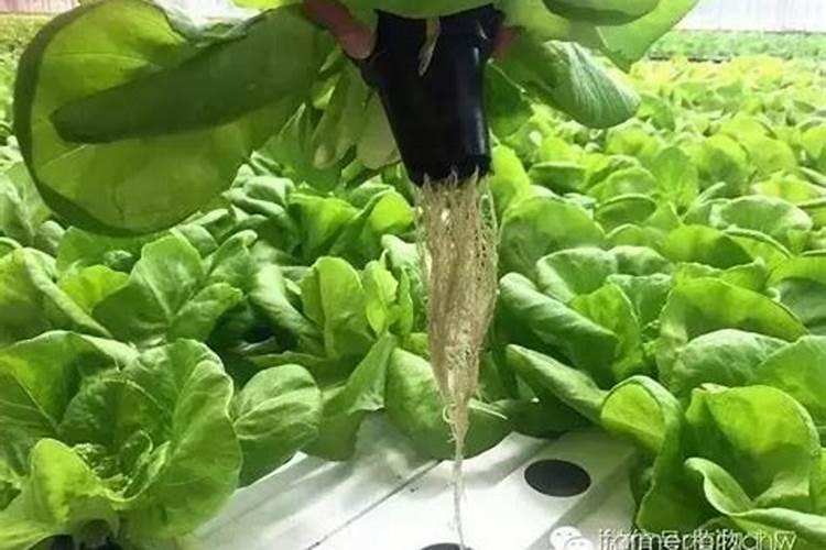 绿化树什么时候施肥合适 给绿化树施肥的时间