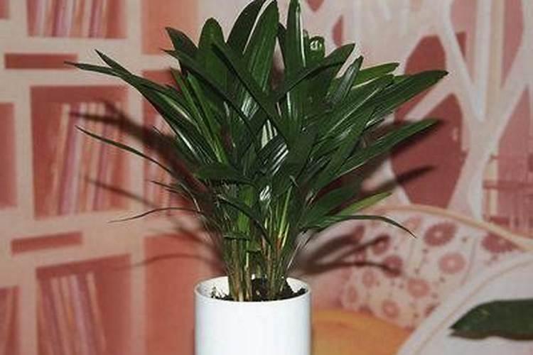 种花用什么钾肥