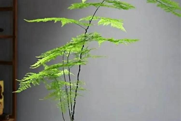 黄桷兰的养殖方法