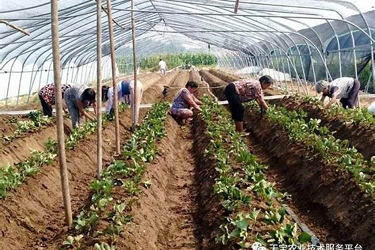 甘蔗施什么肥最好