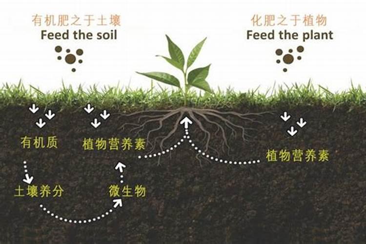 我家里的地每年上羊粪不知道在上什么肥料