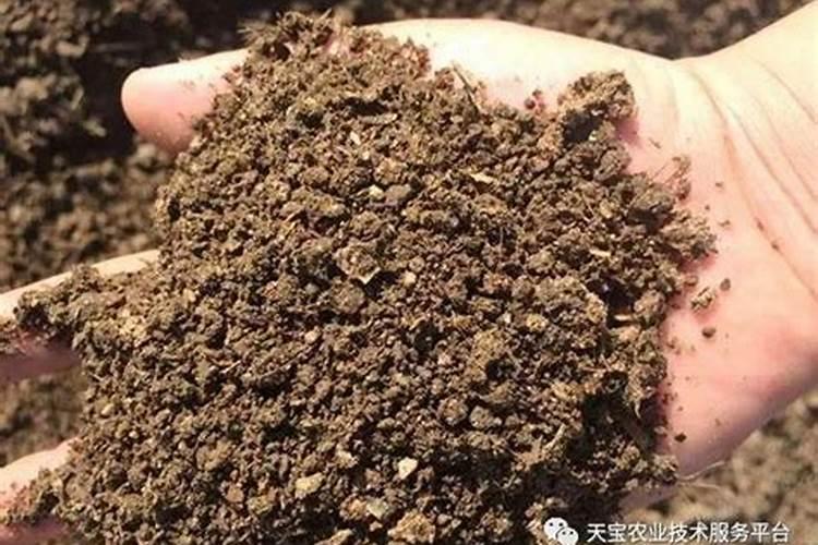 大蒜第二次冲什么肥料