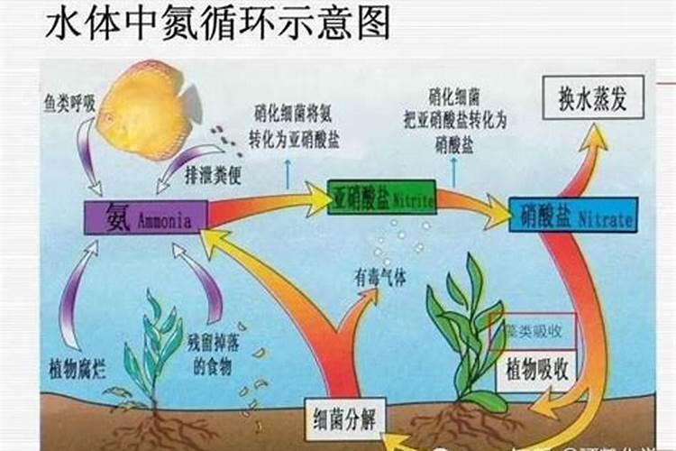 氮肥有哪些