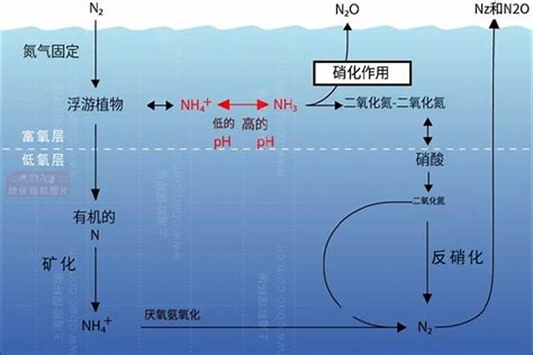 水中含多少氮才可以当做氮肥浇地