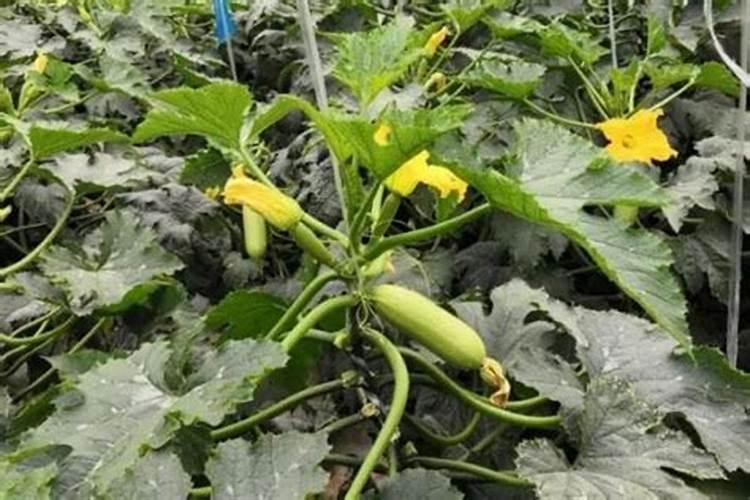 西葫芦果实护理技巧 西葫芦怎么养殖