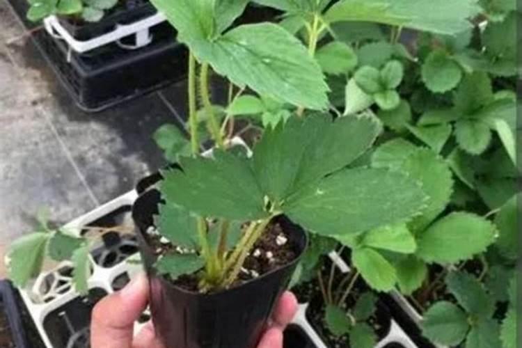 隆回的有用过永业生命素的吗？这东西到底咋样啊？