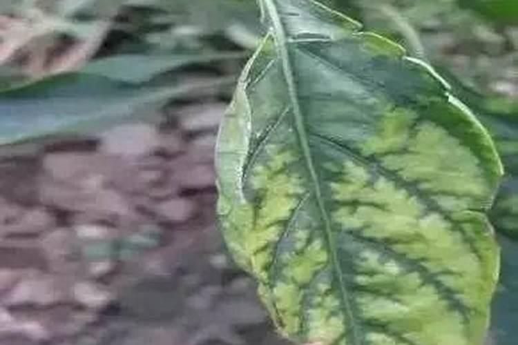 盆景丝瓜如何施肥