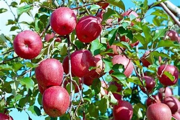 四季豆豆子为啥长成这样？