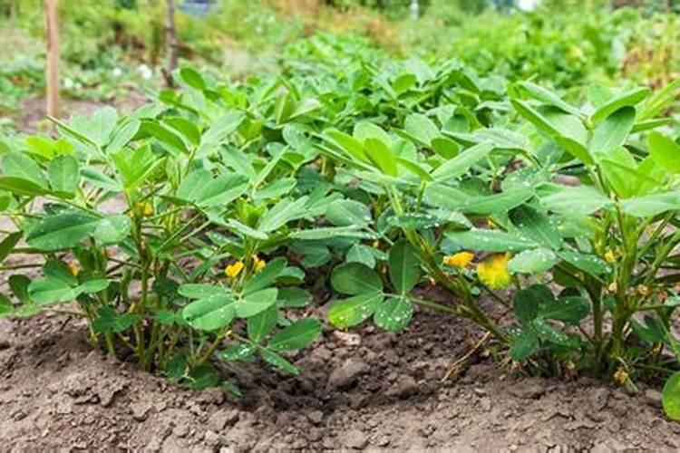 花生开花期施什么肥料