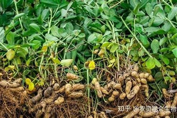 花生开花期怎样施肥