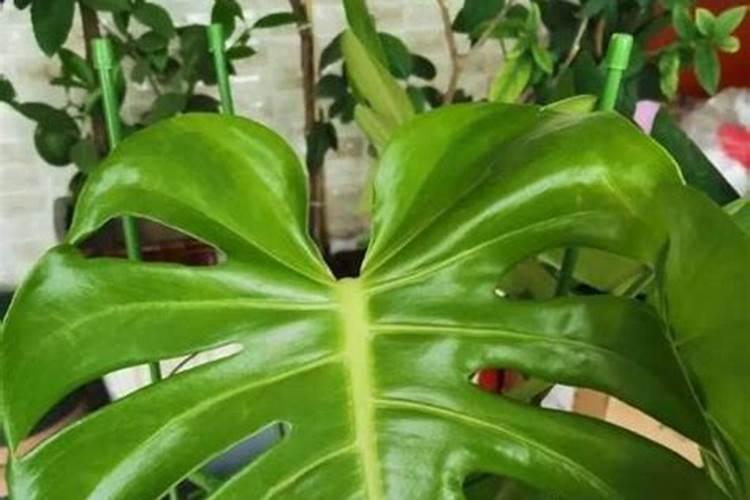 安吉白茶种植:茶园土壤板结的原因、原理及补救