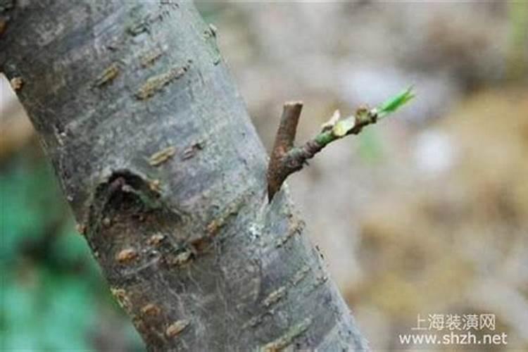 焕醒HN3鼻毛修剪器适用对象