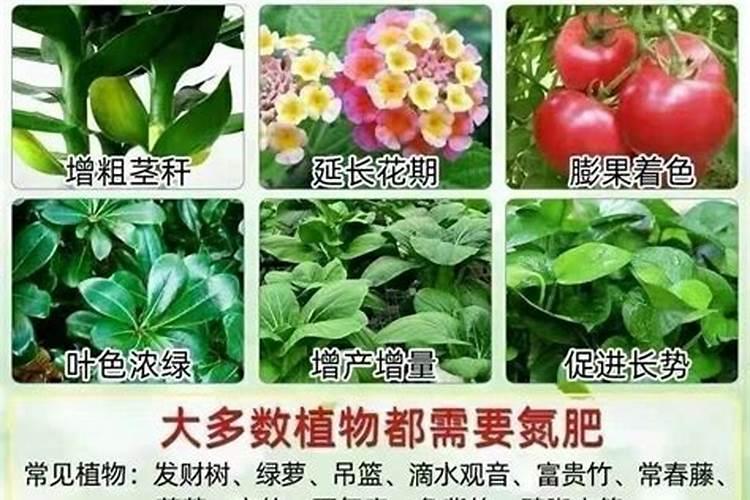 玫瑰怎么施肥,不同生长时期合理施肥花开满盆
