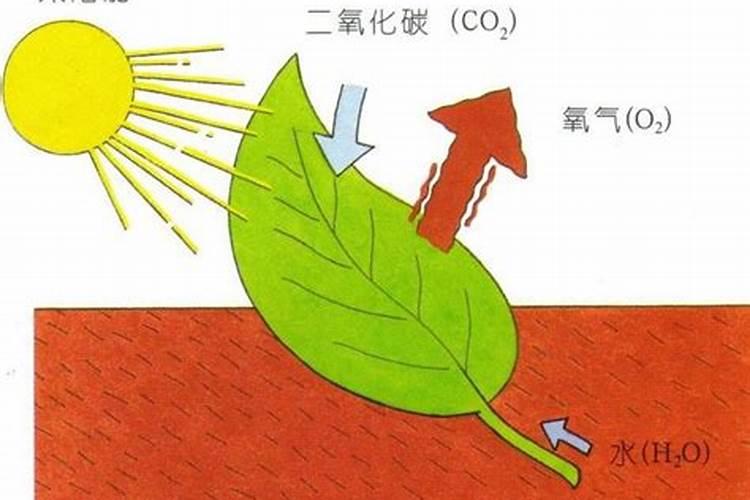 葡萄快着色了,以怎样的比例喷施硼肥比较安全？