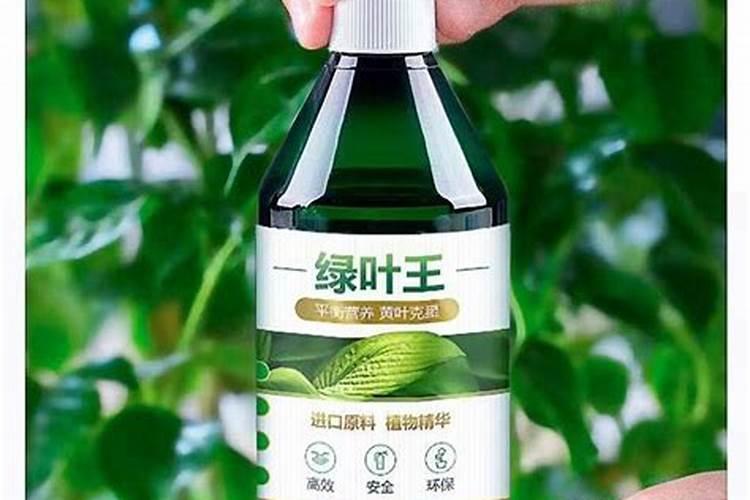 龙血树叶子尖发黄干枯怎么回事？