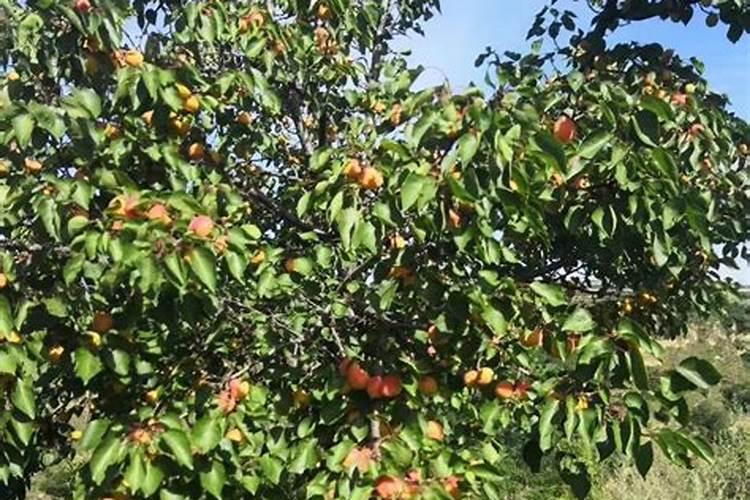 杏树种植后期怎么施肥 什么时候施肥好