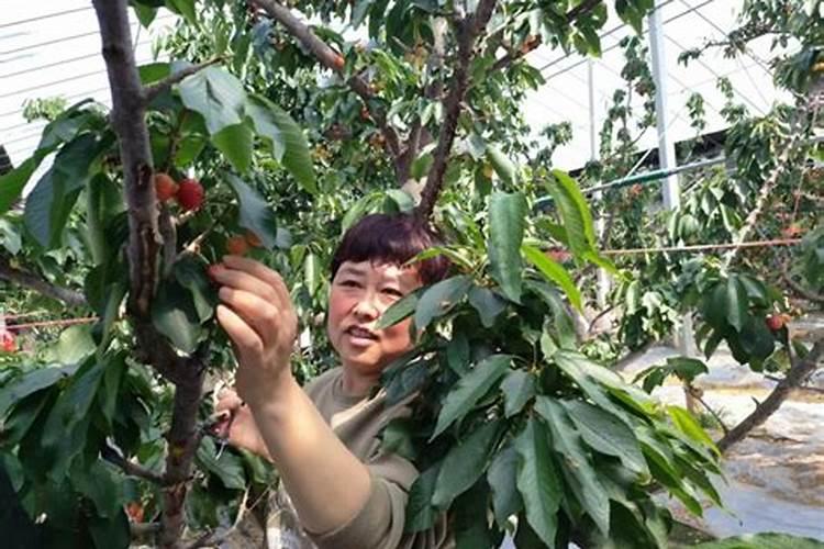 什么是植物生长的必需肥料