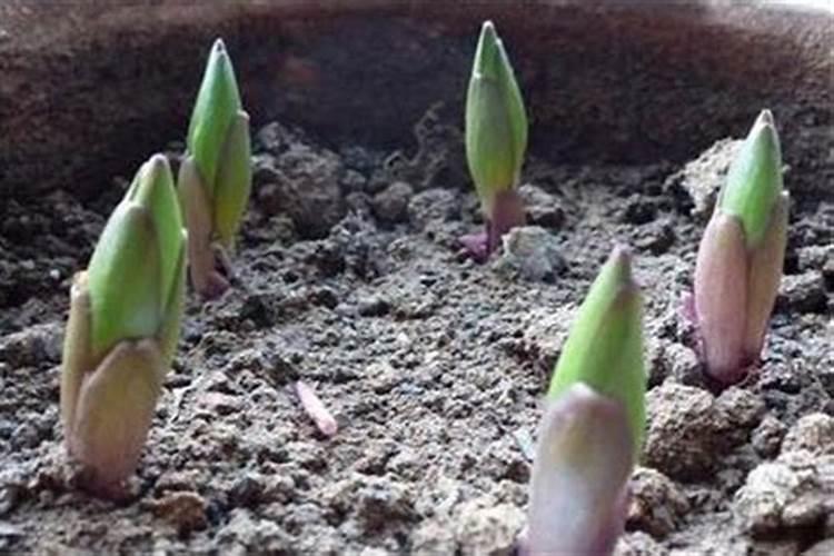 百合花的种植方法和注意事项是什么？