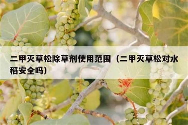 灭草松和叶面肥一起喷行吗
