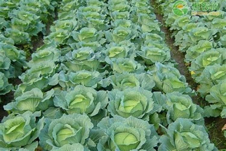 黄瓜追肥用什么肥料好
