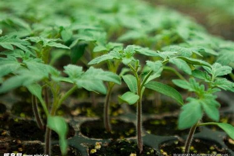 番茄苗移栽后几天施肥 番茄苗的追肥要求