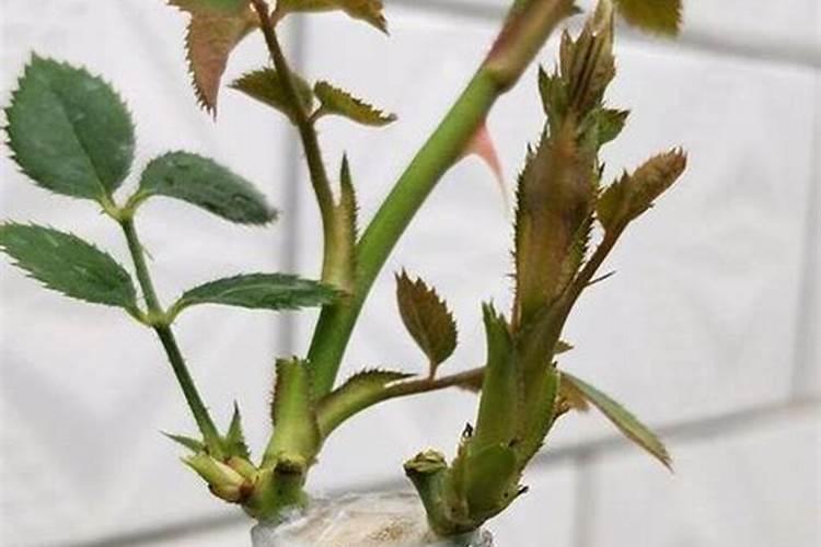 莫奈月季怎样养开花更大？