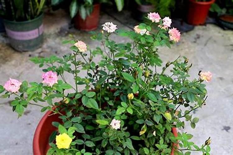 月季花浇水时间和正确方法